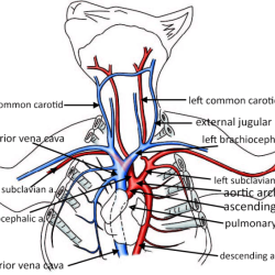 Cat dissection veins and arteries