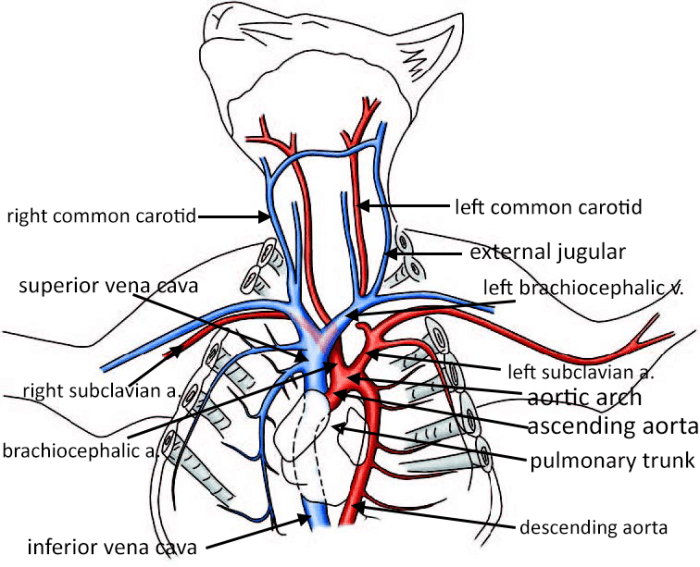 Cat dissection veins and arteries