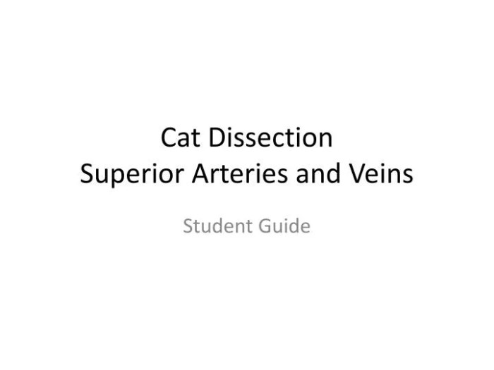 Cat dissection veins and arteries